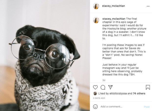Hund im Pullover nicht gespeichertes Foto