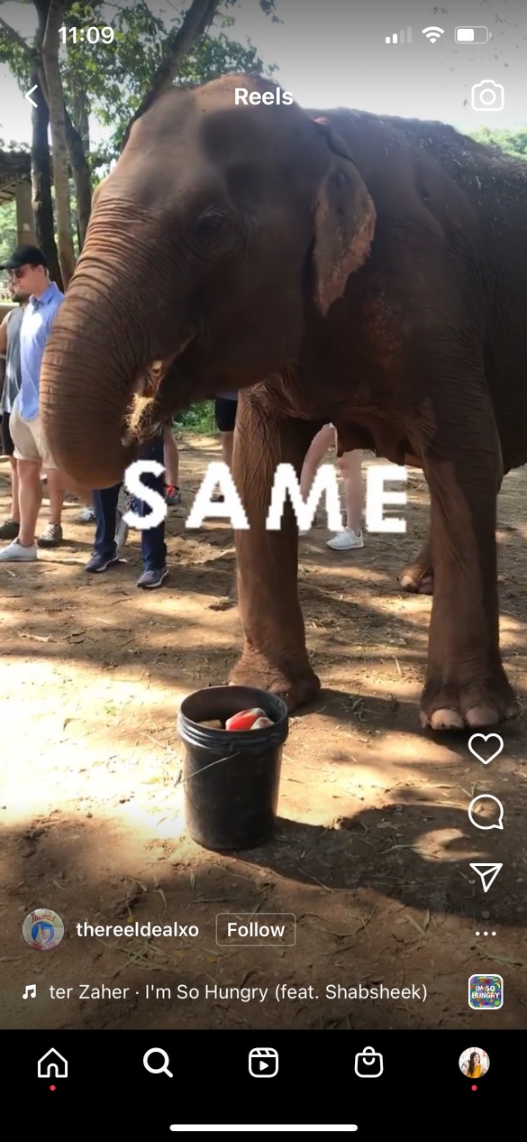 Elefant mit gleichem Text