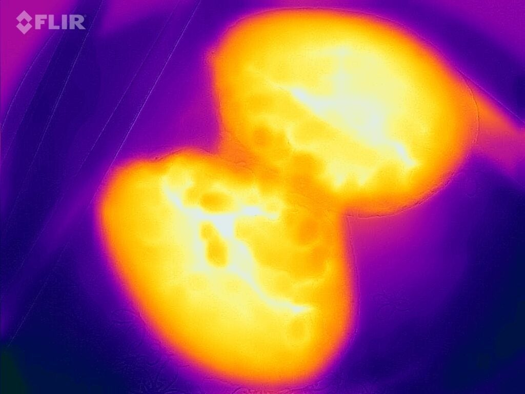 Thermische Karte der Pellkartoffel nach 8 Minuten im Hisense H28MOBS8HGUK