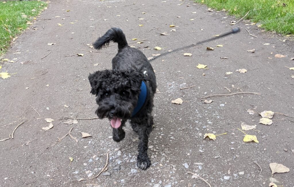 Ein schwarzer Hund mit einem Gürtel, der auf einer Straße läuft