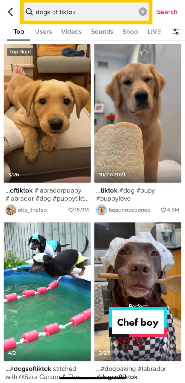 Hunde von TikTok-Suchergebnissen