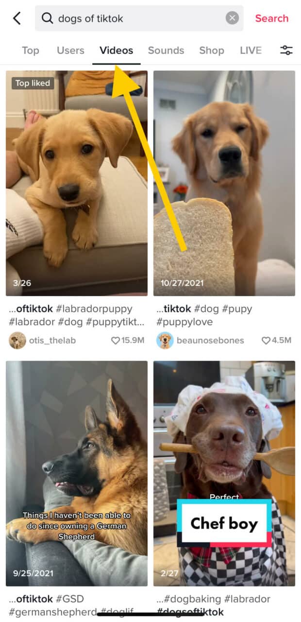 Suchergebnisse für die Registerkarte „Hunde von TikTok-Videos“.