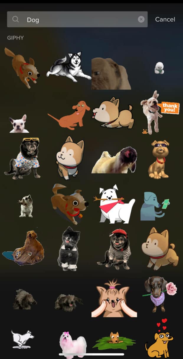 Suche nach Hunde-GIFs auf TikTok