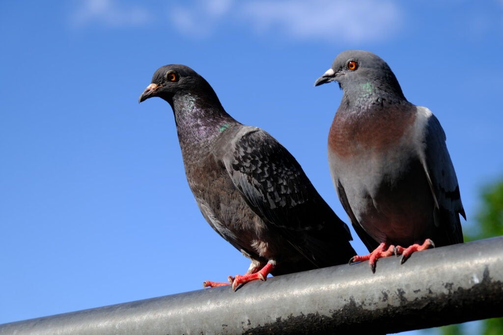 Schließen Sie herauf Bild von zwei schönen Tauben, die auf einer horizontalen Stange sitzen