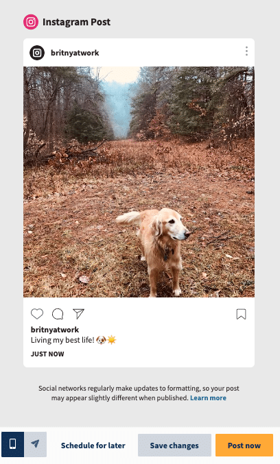 Instagram-Post von Golden Retriever, der sein bestes Leben führt